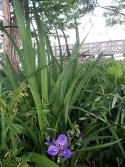 Iris brevicaulis