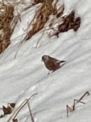 Leucosticte tephrocotis littoralis