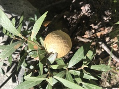 Amphibolips trizonata