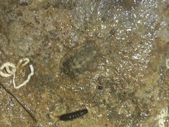 Mopalia porifera