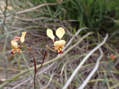 Diuris brachyscapa
