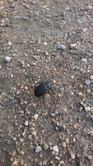 Calosoma maderae maderae