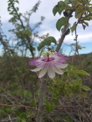 Passiflora pentaschista