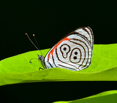 Diaethria eluina