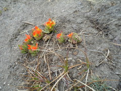 Castilleja tolucensis