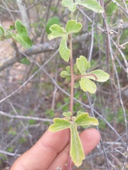 Passiflora pentaschista