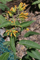 Cestrum thyrsoideum
