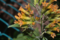 Cestrum thyrsoideum