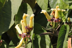 Camonea pilosa