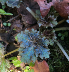 Sanicula arctopoides