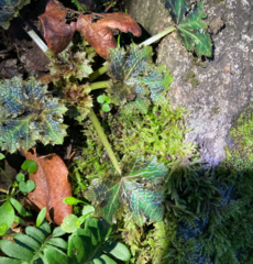 Sanicula arctopoides