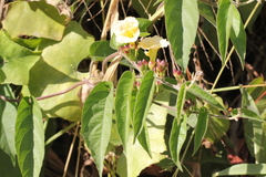 Camonea pilosa