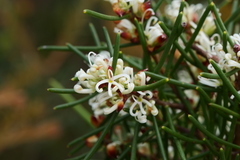 Hakea teretifolia