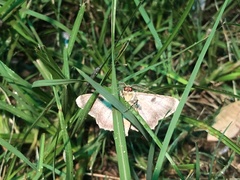 Avatha discolor