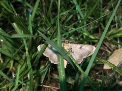 Avatha discolor