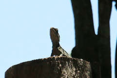Pogona barbata