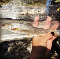 Salvelinus confluentus
