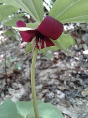 Trillium vaseyi