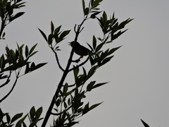 Leiothlypis celata