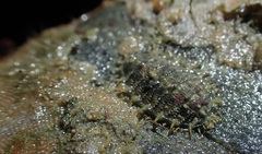 Mopalia porifera