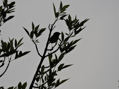 Leiothlypis celata