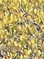 Simmondsia chinensis
