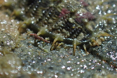 Mopalia porifera