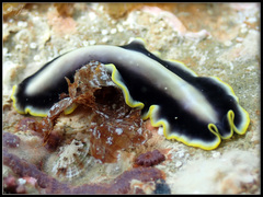 Pseudoceros paralaticlavus