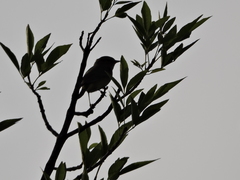 Leiothlypis celata