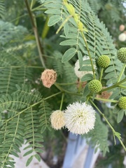 Leucaena leucocephala