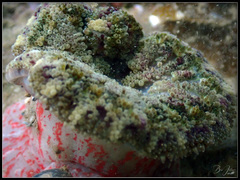 Stichodactyla tapetum