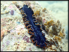 Pseudobiceros hancockanus