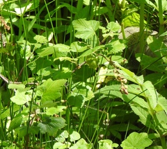 Ribes sanguineum glutinosum