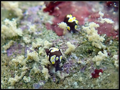 Colpodaspis thompsoni