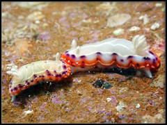 Goniobranchus decorus