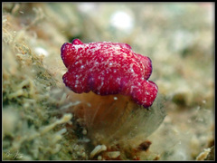 Pseudoceros cruentus