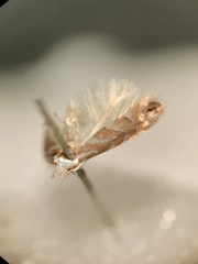 Phyllonorycter argentinotella