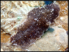 Acanthozoon fuscobulbosum