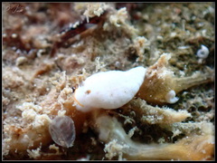 Dermatobranchus semistriatus