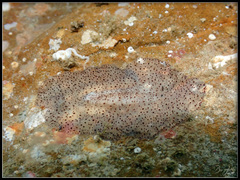 Acotylea