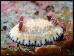 Goniobranchus aureopurpureus