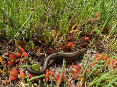 Lissolepis coventryi