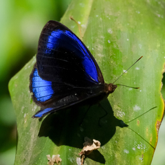Eunica eurota