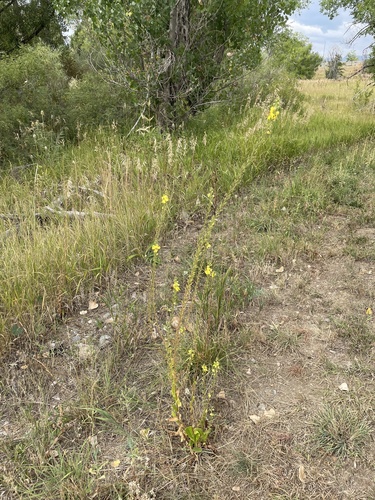 Verbascum X pterocaulon