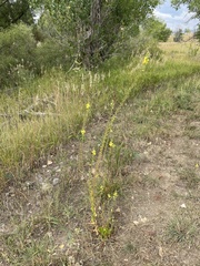 Verbascum × pterocaulon