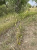 Verbascum × pterocaulon - Photo (c) bshuttle, some rights reserved (CC BY-NC)