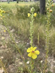 Verbascum × pterocaulon