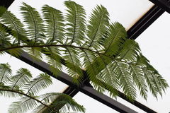 Cyathea mertensiana