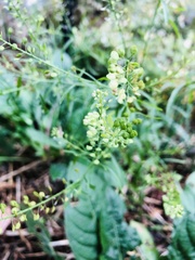 Lepidium