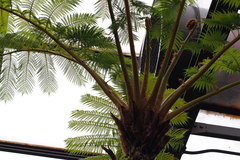 Cyathea mertensiana